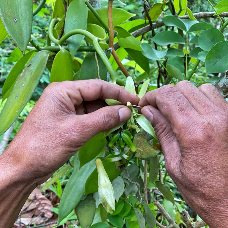 Foto dell'impollinazione manuale della vaniglia